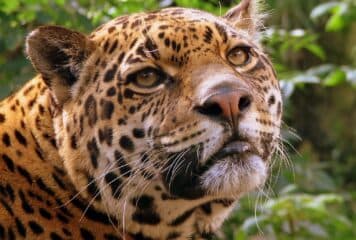 Flora y fauna de Cancún
