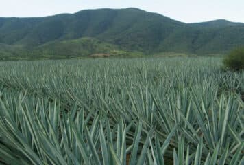 Campos de agave