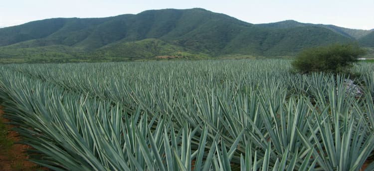 Os primos do agave