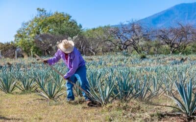 What is the famous tequila tour Jalisco?