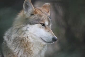 Lobo, especie en peligro de extinción