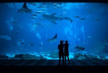 Panorámica acuario Inbursa